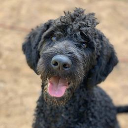 Whiskey  - Labradoodle