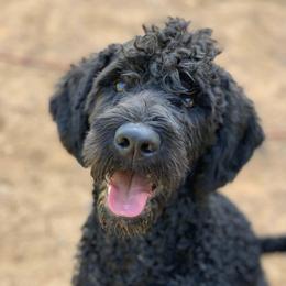 Whiskey  - Labradoodle