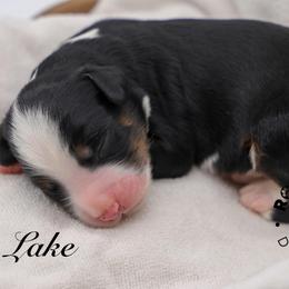 Lake - Tri-color male Bernedoodle puppy in Edmond, Oklahoma from Rock N Roll Doodles