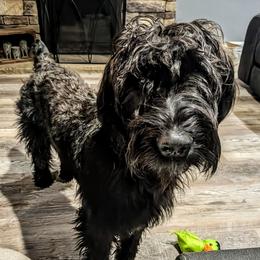 Vivi - Giant Schnauzer
