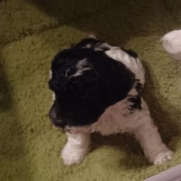 Sissy - Parti female Poodle puppy in Hillsborough, North Carolina from Peggy's Poodle Pups