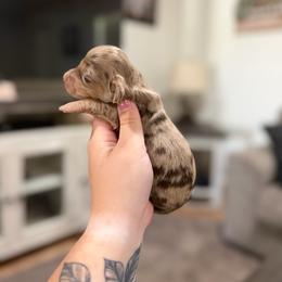 Cleo - Dapple female Dachshund puppy in Mc Alester, Ok, Oklahoma from New Hope Miniature Dachshunds