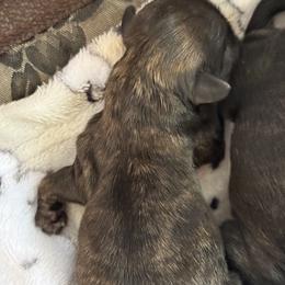 Jewel - Brindle female Shih Tzu puppy in Tallahassee, Florida from Bows and Bow Ties