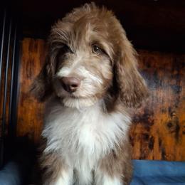 Seraphina - Brown and white female Aussiedoodle puppy in Grand Saline, Texas from Aussies Acre