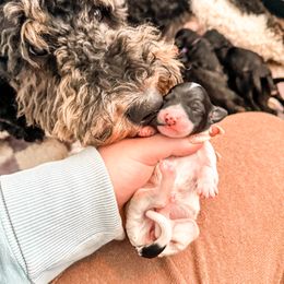 Goldendoodle Puppies from Summer Sun Doodles