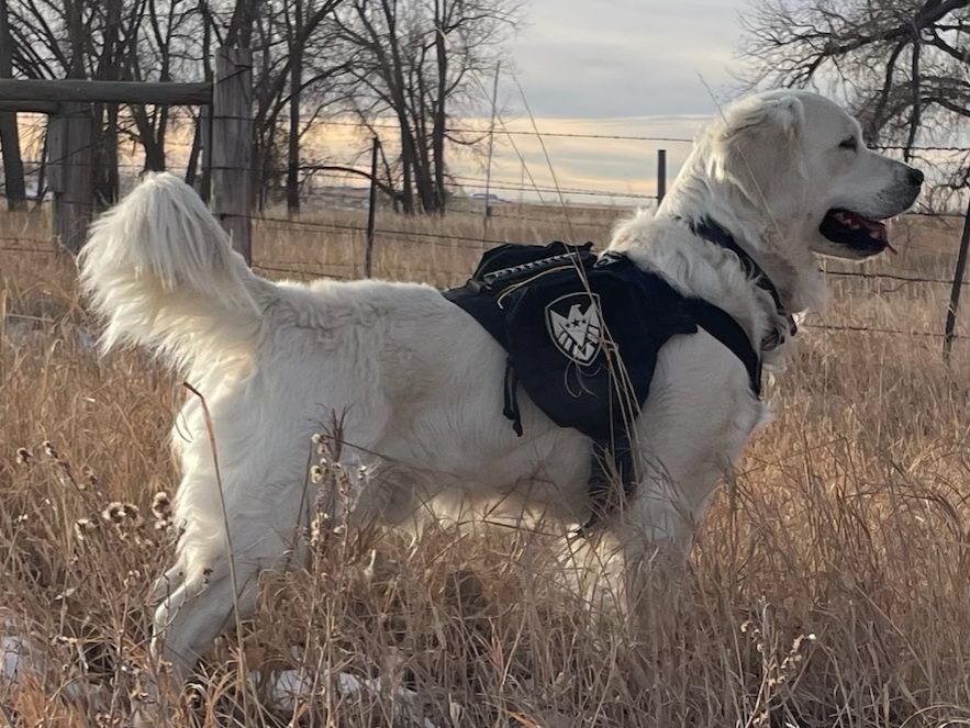 Corizone - Golden Retriever