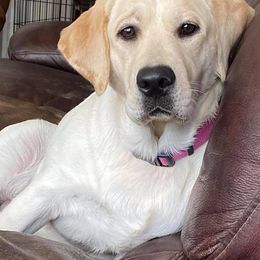 Dilute Retrievers and Labrador Retrievers from Moran’s Lab’s