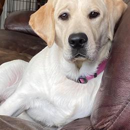 Dilute Retrievers and Labrador Retrievers from Moran’s Lab’s