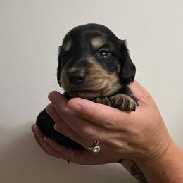 B - Black and cream male Dachshund puppy in Huntington, Texas from Camacho_Dachshunds