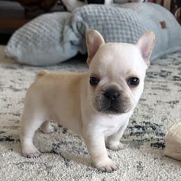 French Bulldogs from Lakeside Frenchies