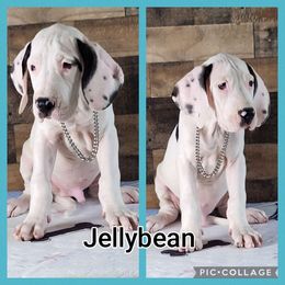 Jellybean - Black and white Great Dane puppy in Gonzales, Louisiana from Anstatt House Of Danes