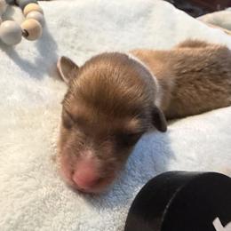 Shallah - grey collar - Sable and white male Collie puppy in Morocco, Indiana from Collegiate Bassets and Rheign Collies