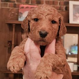 MUFFIN - Apricot male Goldendoodle puppy in Harris County, Texas from Cute & Curly Doodles
