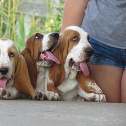Basset Hound and Pembroke Welsh Corgi Puppies from Northstar Corgis and Basset Hounds