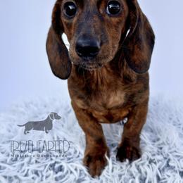 Nicole - Brindle female Dachshund puppy in Royse City, Texas from Truehearted Miniature Dachshunds