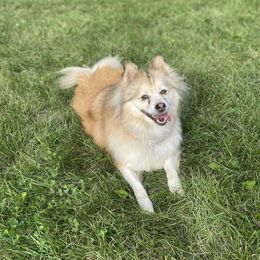 Pomsky puppies from Urban Miracle’s