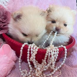 Pomeranian Puppies from Floki & Fibi Pomeranians