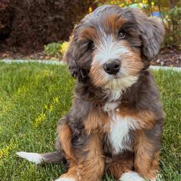 STOICK - male Australian Mountain Doodle puppy in Wellsville, Utah from Stay Golden Doodles