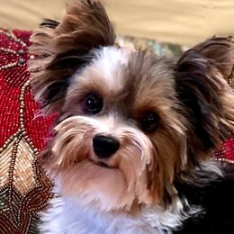 Ralphie  - Biewer Terrier