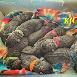 Cane Corso Puppies from Killing Joke Cane Corsos