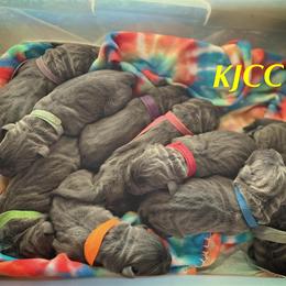 Cane Corso Puppies from Killing Joke Cane Corsos