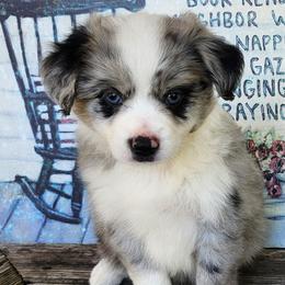 Miniature Australian Shepherds from Penn Creek Farm