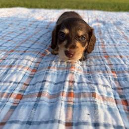 Amber - Chocolate and cream female Dachshund puppy in New Albany, Mississippi from Double A. Doxies