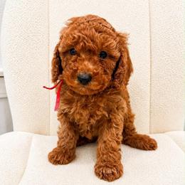 Mr Red - Red  male Goldendoodle puppy in Cameron, South Carolina from The Farmer and The Doods