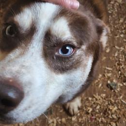 Annie - Siberian Husky
