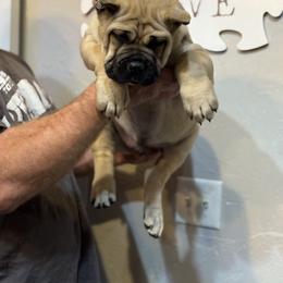 Cane Corso Puppies from Richline Kennel