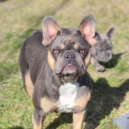 Ruka - French Bulldog