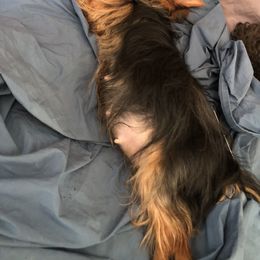 Yorkipoo Puppies from Tuts Pups Cafe