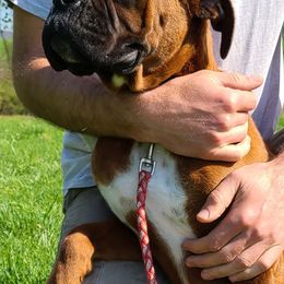 Boxers, Cavalier King Charles Spaniels, and Companion Crosses from Katie's Pups