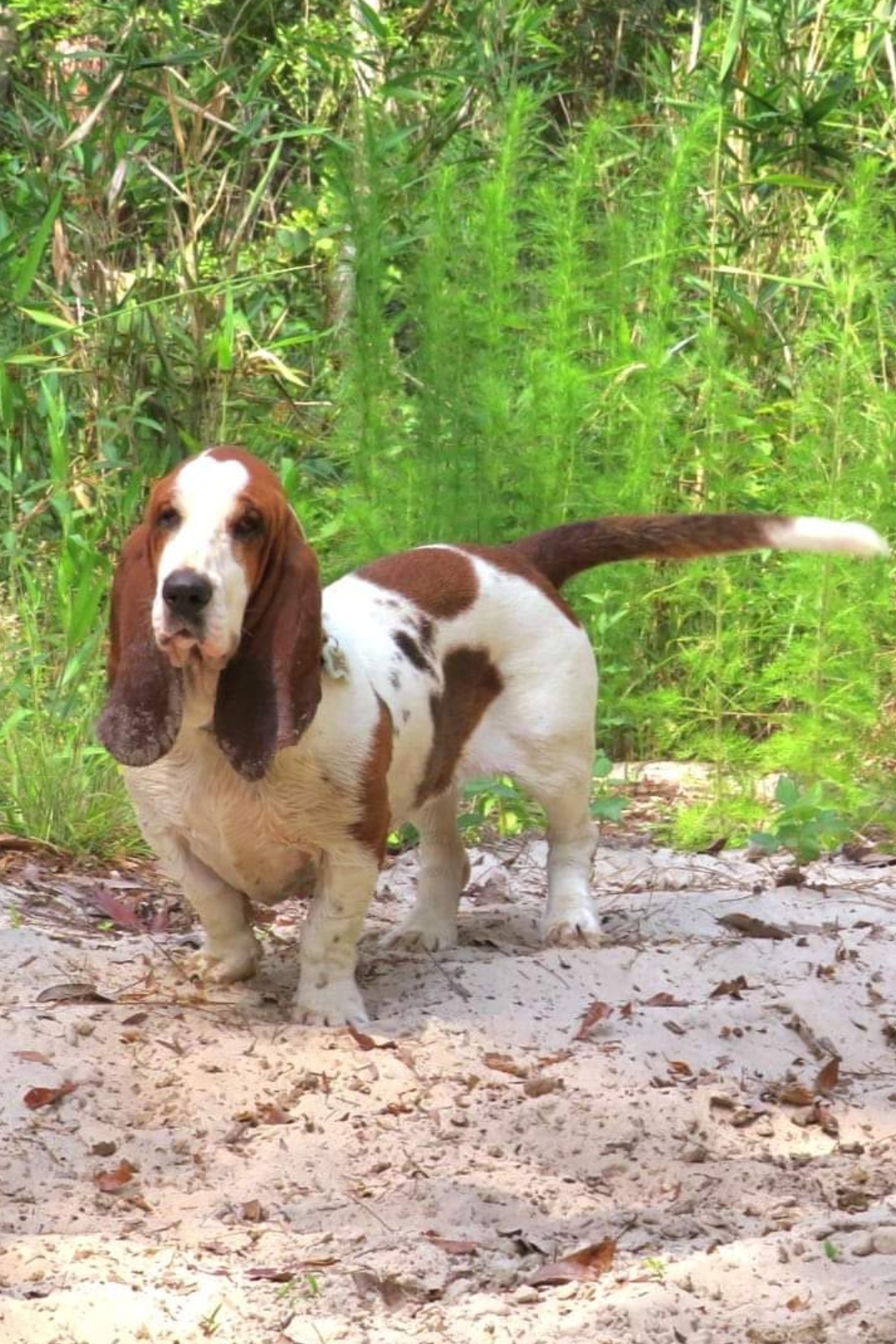 Bonnie - Basset Hound