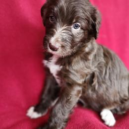 Ruby - Sable female Bordoodle puppy in New Oxford, Pennsylvania from The Weekend Farm