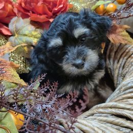 Cocoa - Black female Maltipoo puppy in Sidney, Maine from Snow Pond Farm