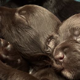 Miniature Schnauzers from Stearns Parti Mini Schnauzer's
