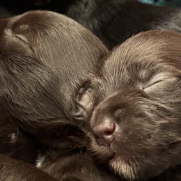 Miniature Schnauzers from Stearns Parti Mini Schnauzer's