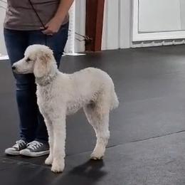 Bella - Poodle
