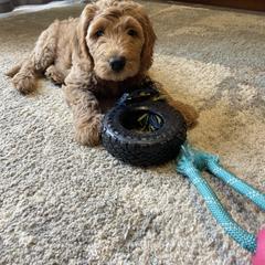 Australian Labradoodle puppies from Funny Farm Doodles