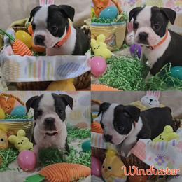 Winchester - Seal and white male Boston Terrier puppy in Clinton Township, Michigan from Greenberg's Boston Terriers & Bullies of Metro Detroit
