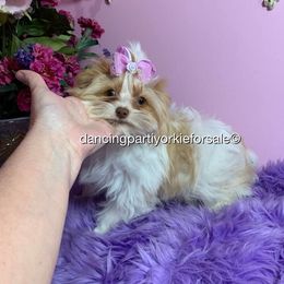 Charisma II - Yorkshire Terrier