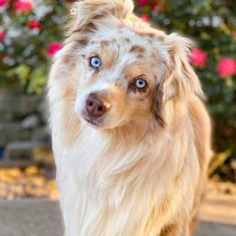 Sawyer - Toy Australian Shepherd