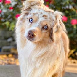 Sawyer - Toy Australian Shepherd
