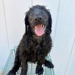 Apollo (wDave) - Blue male Poodle puppy in Meadowbrook, California from Standard Poodle Pups