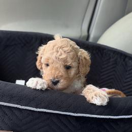 Maria - Apricot female Cavapoo puppy in Piedmont, Oklahoma from Perdue Puppies