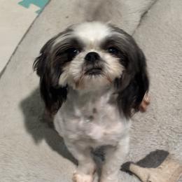 Bonnie Boop - Shih Tzu