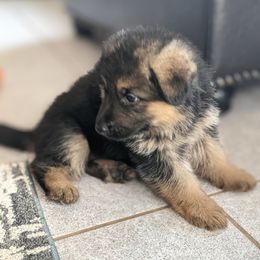 German Shepherd Puppies from Valley Shepherds LLC