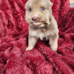 Topaz - Isabella female German Shepherd puppy in Los Lunas, New Mexico from Mali's German Shepherds