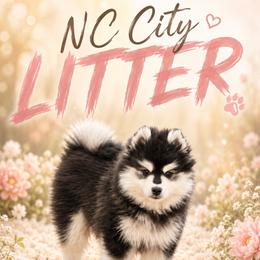 Pomsky puppies from Raleigh Pomskies